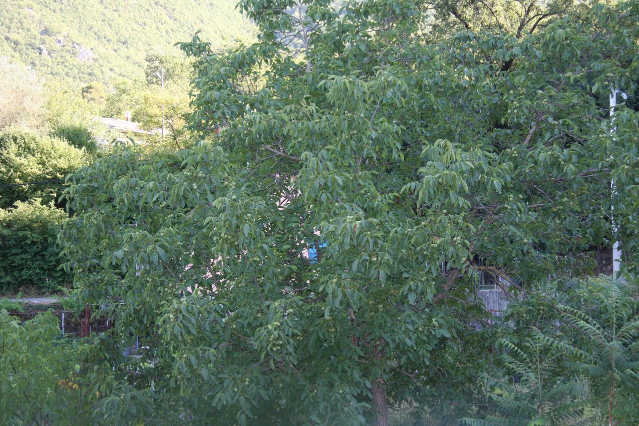Vrzina Farm House Skadar Lake เวียร์ปาซาร์ ภายนอก รูปภาพ